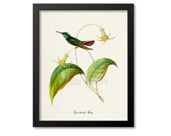 Green-throated Mango Hummingbird Print, Bird Art Print, Bird Art, Bird Poster, Flower Art, Floral Garden, Hummingbird Art, green, yellow