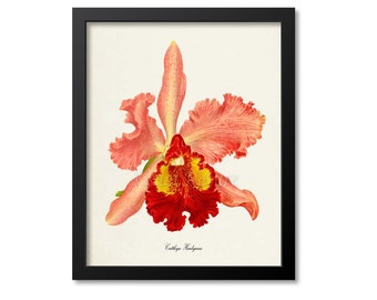 Cattleya Hardyana Flower Art Print, Botanical Art Print, Botanical Wall Art, Flower Print, red, pink, yellow orchid flower print