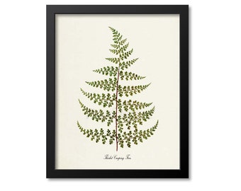 Thicket Creeping Fern Art Print, Botanical Art Print, Fern Wall Art, Fern Print, Botanical Print, Home Decor, green art print