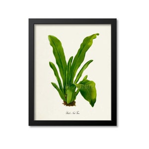 Puede incluir: Una ilustración botánica vintage de un helecho nido de pájaro, un tipo de helecho con largas frondas verdes. La ilustración está enmarcada en negro y tiene un fondo blanco.