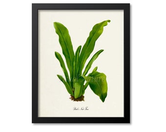 Bird's Nest Fern Art Print, Botanical Art Print, Fern Wall Art, Fern Print, Botanical Print, green art print