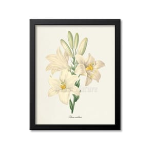 Madonna Lily Flower Art Print, Lily Botanical Art Print, Flower Wall Art,Flower Print,Floral Print,Redoute Art,white yellow, Lilium candidum