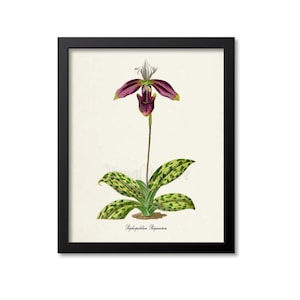 Paphiopedilum Purpuratum Orchid Flower Art Print, Botanical Art Print, Flower Wall Art, Orchid Flower Print, Floral Print, Home Decor,purple