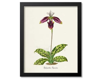 Paphiopedilum Purpuratum Orchid Flower Art Print, Botanical Art Print, Flower Wall Art, Orchid Flower Print, Floral Print, Home Decor,purple
