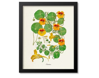 Nasturtium Flower Art Print, Botanical Art Print, Flower Wall Art, Flower Print, Floral Print, Home Decor, Nasturtium Art Print, Tropaeolum