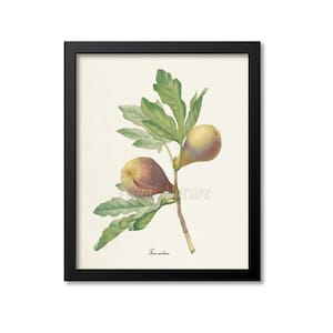 Fig Botanical Print, Fig Art Print, Fruit Art, Fruit Print, Kitchen Art, Garden, Redoute Art, Figs, Fig Wall Art, Ficus Violacea