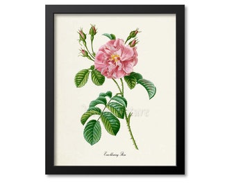 Ever-blowing Rose Flower Art Print, Rose Botanical Art Print, Flower Wall Art, Flower Print, Floral Print, pink
