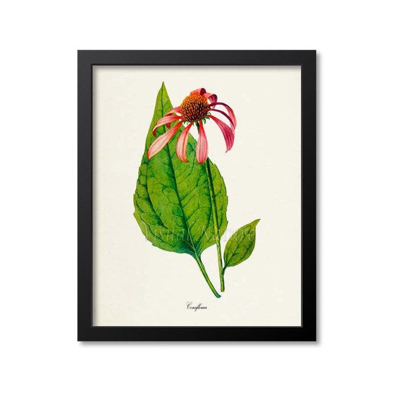 Coneflower Flower Art Print Botanical Art Print Flower Wall Etsy