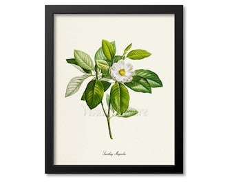 Sweetbay Magnolia Flower Art Print, Botanical Art Print, Flower Wall Art, Flower Print, White Flower Art Print, Home Decor