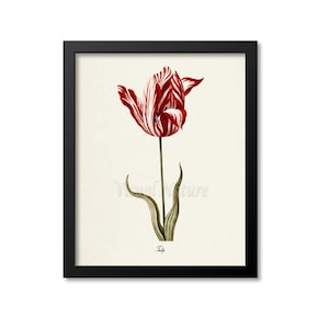 Tulip Flower Art Print, Botanical Art Print, Flower Wall Art, Flower Print, Floral Print, Tulip Art, red, white, Tulipa culta