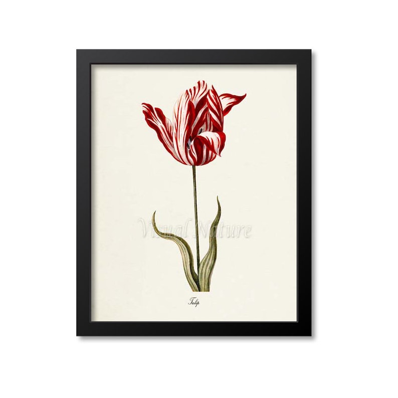 Tulip Flower Art Print, Botanical Art Print, Flower Wall Art, Flower ...