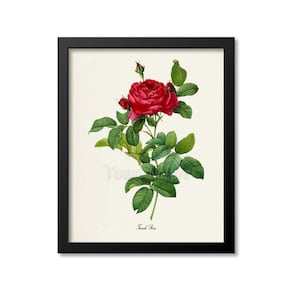 French Rose Flower Art Print, Botanical Art Print, Flower Wall Art, Flower Print, Floral Print, Red Rose Art Print, Home Decor