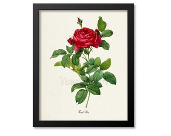 French Rose Flower Art Print, Botanical Art Print, Flower Wall Art, Flower Print, Floral Print, Red Rose Art Print, Home Decor