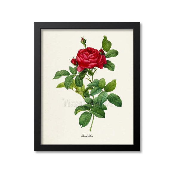 Français Rose Flower Art Print, Botanical Art Print, Flower Wall Art, Flower Print, Floral Print, Red Rose Art Print, Home Decor