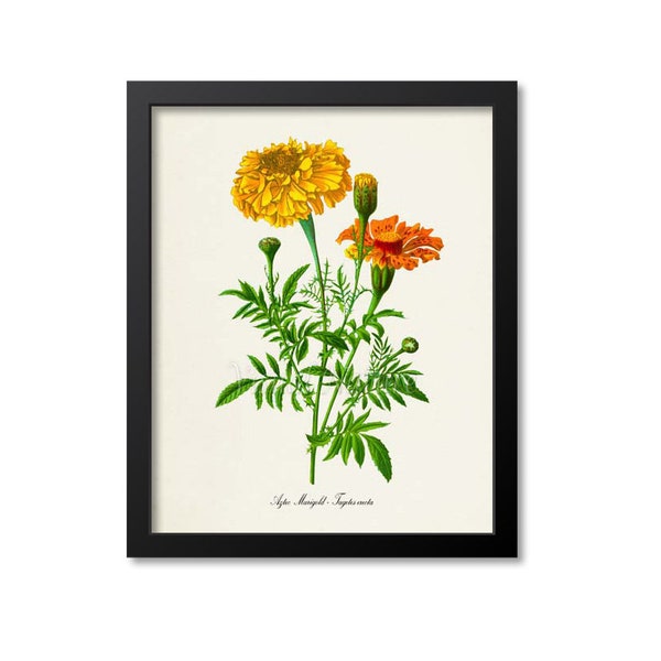 Aztec Marigold Botanical Print, Marigold Botanical Art Print, Marigold Wall Art, Marigold Decor, Flower Art Print, Tagetes erecta