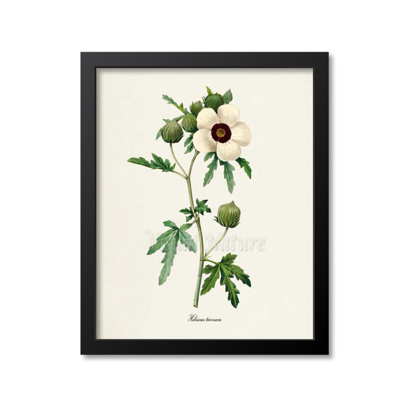 Flower of an Hour Flower Art Print Botanical Art Print Etsy