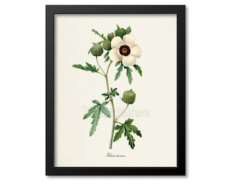 Flower of an Hour Flower Art Print, Botanical Art Print, Flower Wall Art, Flower Print, Redoute,white,Day Lily,Bladder Weed,Hibiscus trionum