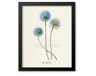 Blue Globe Onion Flower Art Print, Botanical Art Print, Flower Wall Art, Flower Print, Floral Print, blue flower art print