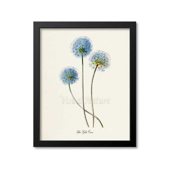 Blue Globe Onion Flower Art Print, Botanical Art Print, Flower Wall Art, Flower Print, Floral Print, blue flower art print