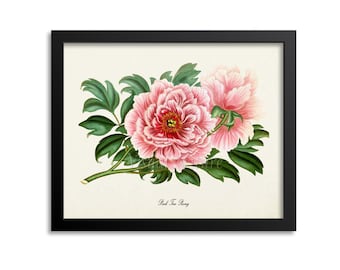 Pink Tree Peony Flower Art Print, Botanical Art Print, Flower Wall Art, Flower Print, Floral Print, Pink Peony Art Print