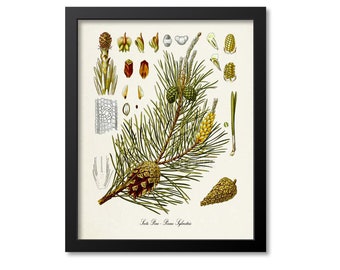 Scots Pine Botanical Print, Pine Tree Botanical Art Print, Pine Tree Wall Art, Pine Cone Decor, Pinus Sylvestris