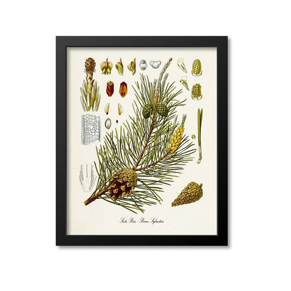 Scots Pine Botanical Print, Pine Tree Botanical Art Print, Pine Tree Wall Art, Pine Cone Decor, Pinus Sylvestris