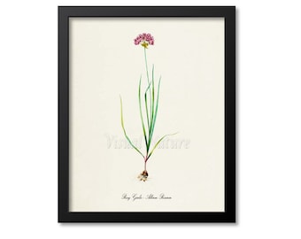 Rosy Garlic Botanical Print, Rosy Garlic Botanical Art Print, Rosy Garlic Wall Art, Herb Print, Allium Roseum