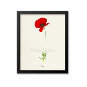 Poppy Flower Art Print, Botanical Art Print, Flower Wall Art, Flower Print, Floral Print, Home Decor, Red Poppy Art Print