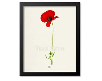 Poppy Flower Art Print, Botanical Art Print, Flower Wall Art, Flower Print, Floral Print, Home Decor, Red Poppy Art Print