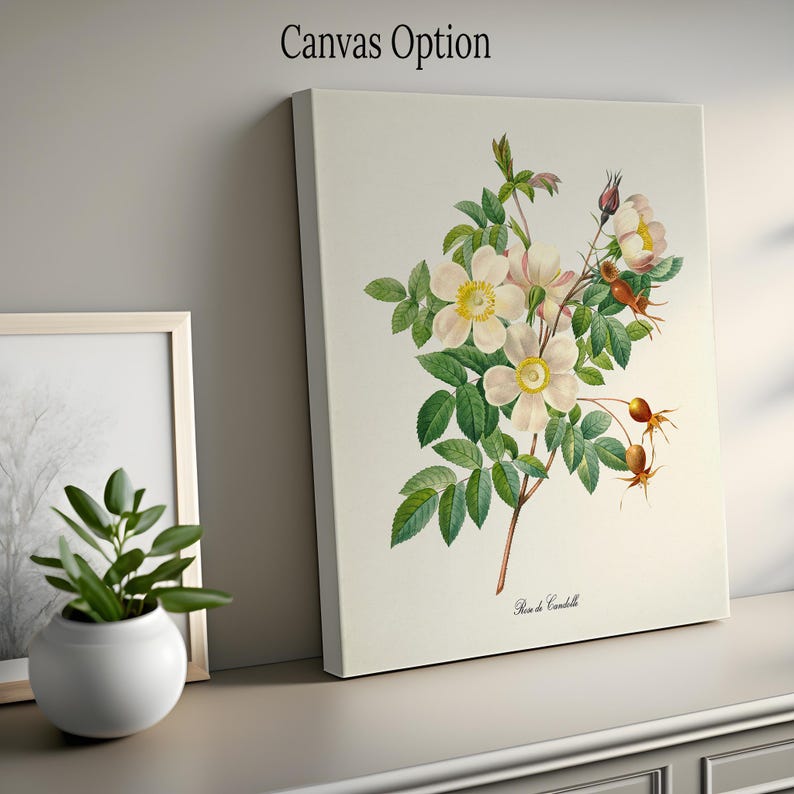White Rose Flower Art Print, Rose Botanical Art Print, Flower Wall Art ...
