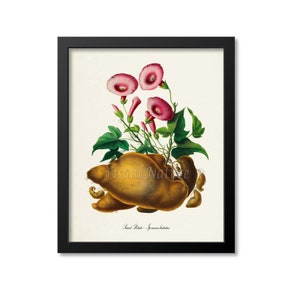 May include: A vintage botanical illustration of sweet potatoes with pink flowers. The illustration is in a black frame and has the text "Sweet Potato - Ipomoea batatas" at the bottom.