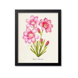 May include: A vintage botanical illustration of pink flowers with green stems and leaves. The text "Poteriot - Lewisia rediviva" is printed below the flowers.