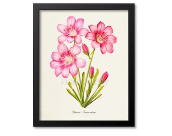 Bitterroot Botanical Print, Flower Wall Art, Botanical Art Print, Montana State Flower, Lewisia rediviva