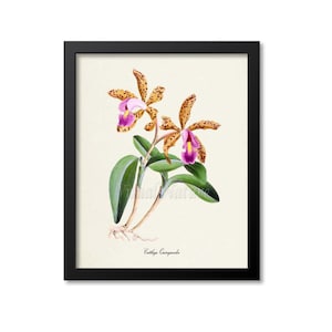 Cattleya Quinquecolor Flower Art Print, Botanical Art Print, Flower Wall Art, Flower Print, purple, magenta, yellow orchid print