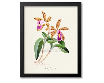 Cattleya Quinquecolor Flower Art Print, Botanical Art Print, Flower Wall Art, Flower Print, purple, magenta, yellow orchid print