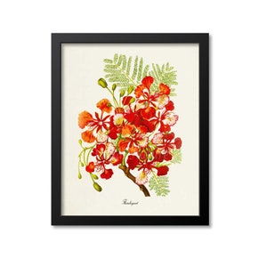 Flamboyant Flower Art Print, Botanical Art Print, Flower Wall Art, Flower Print, Floral Print, Red Art Print