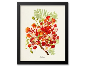 Flamboyant Flower Art Print, Botanical Art Print, Flower Wall Art, Flower Print, Floral Print, Red Art Print