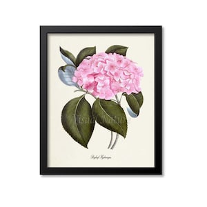 May include: A vintage botanical illustration of a pink hydrangea flower with green leaves. The image is framed in black and has the text "Bigleaf Hydrangea" at the bottom.