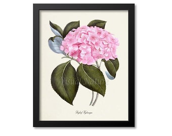 Bigleaf Hydrangea Flower Art Print, Botanical Art Print, Flower Wall Art, Flower Print, Floral Print, Home Decor, pink flower art print