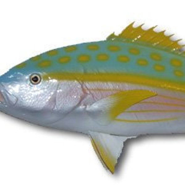 Yellowtail Snapper Half-Side Fish Mount 28''