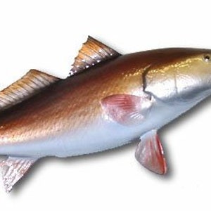 Redfish Half-Side Fish Mount available in 27''