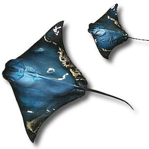 May include: Two blue and black manta rays with white markings swim in the ocean.