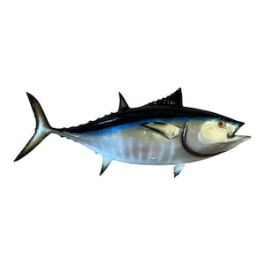 May include: A close-up of a preserved tuna fish with a dark blue and silver body. The fish is mounted on a white background.