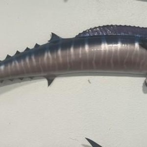 May include: A wall-mounted wahoo fish replica featuring a long, slender body with a dark blue-grey dorsal side and lighter silver-grey underbelly. The fish has vertical stripes, a prominent dorsal fin, a forked tail, and an open mouth with visible teeth.