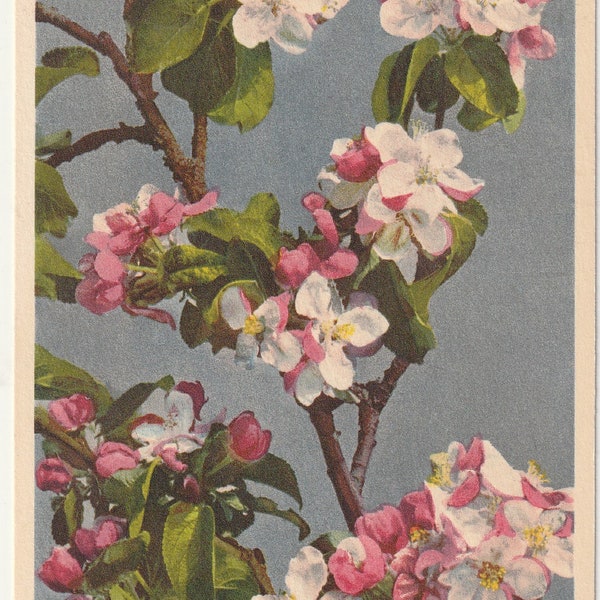 Flowers lot of 5 Vintage postcards, Flora, Floral Unused...(lot78)