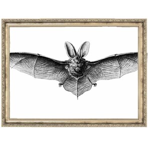 Bat Drawing | Drawing | Halloween Decor | Spooky Vintage Prints | 150