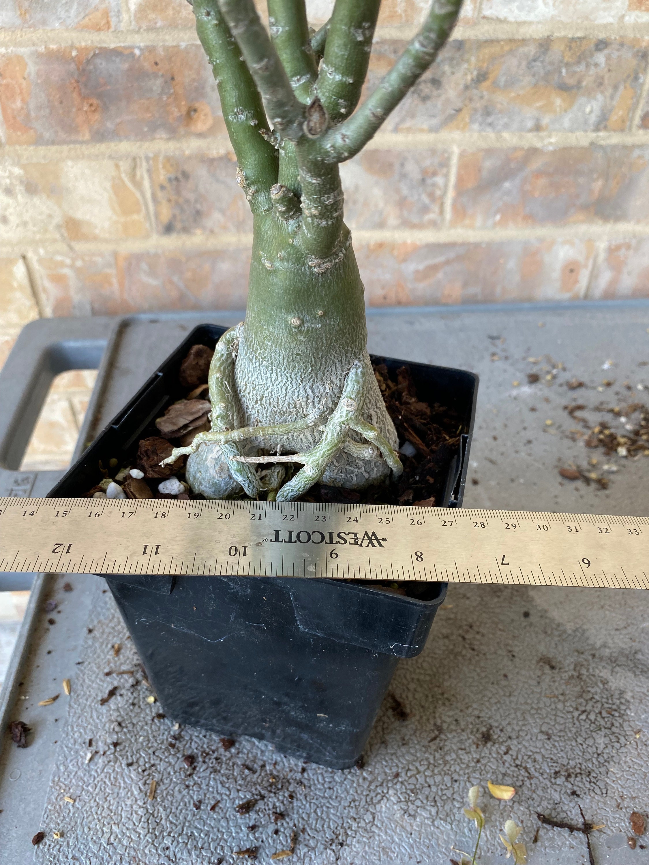 1 Adenium/Desert Rose Large Plant Grow from seed A104 Etsy