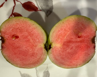1 Rare Taiwanese Ruby Guava  seedling plant  Free Shipping  seedless /few seeds  ONLY ship to USA