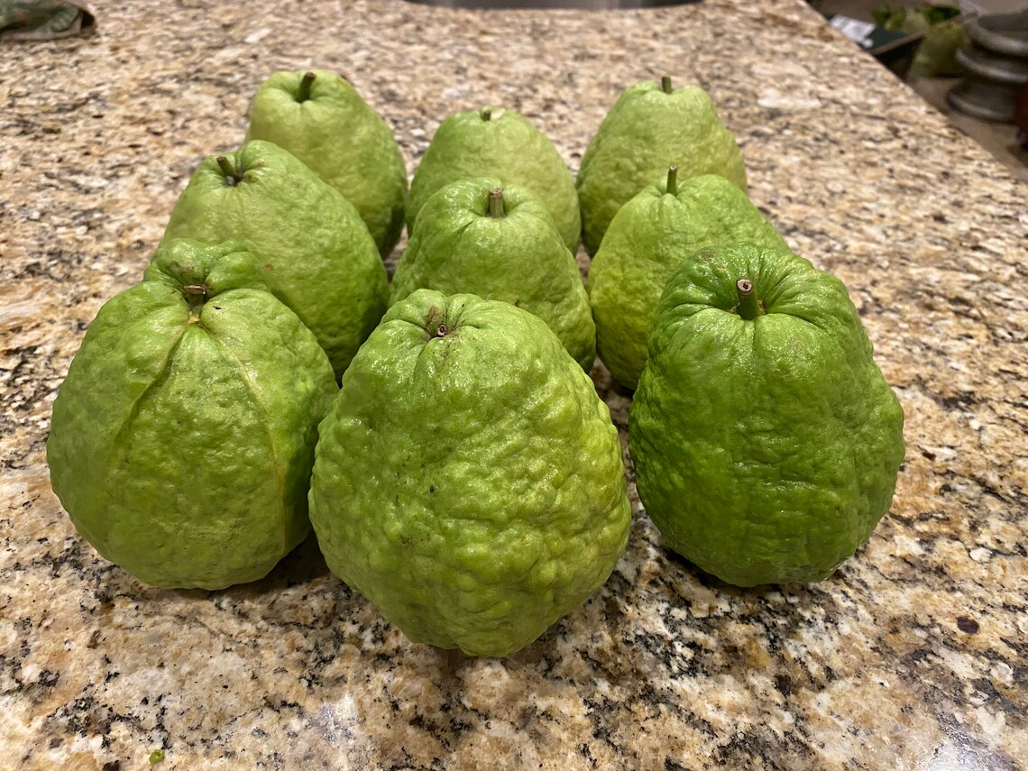 1 Seedling Taiwanese Pink Guava Tree ONLY Ship to USA Free Etsy