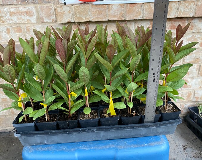 1 Seedling Taiwanese Pink Guava Tree ONLY Ship to USA Free Etsy